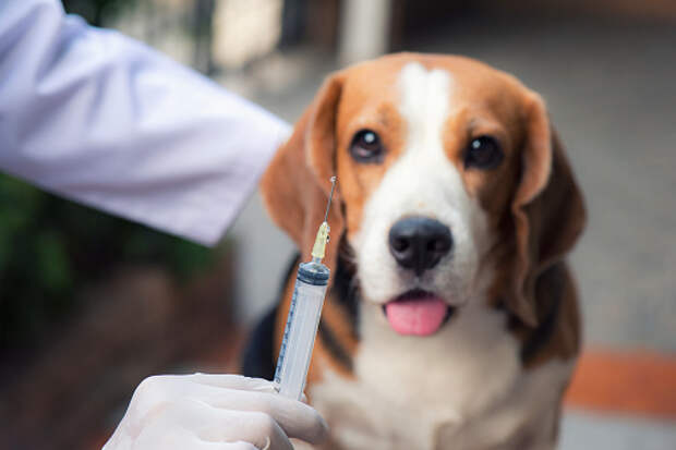На Кашенкином Лугу откроется мобильный пункт вакцинации животных