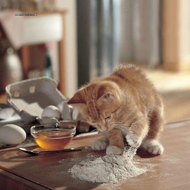 Кошки