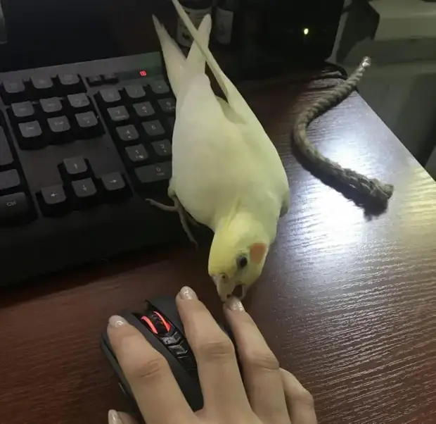 Питомцы, которые не знают границ когда, нравится, просто, смотрю, через, моюсь»«Это, просыпаюсь, достаточно, чтобы, занять, Иногда, стул»Когда, контролирует, питомцы, понятие, личных, границ, перестаёт, живут, огромны«Это