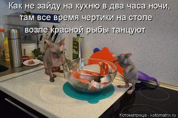 Лучшие котоматрицы недели (50 фото) Лучшие котоматрицы недели (50 фото)