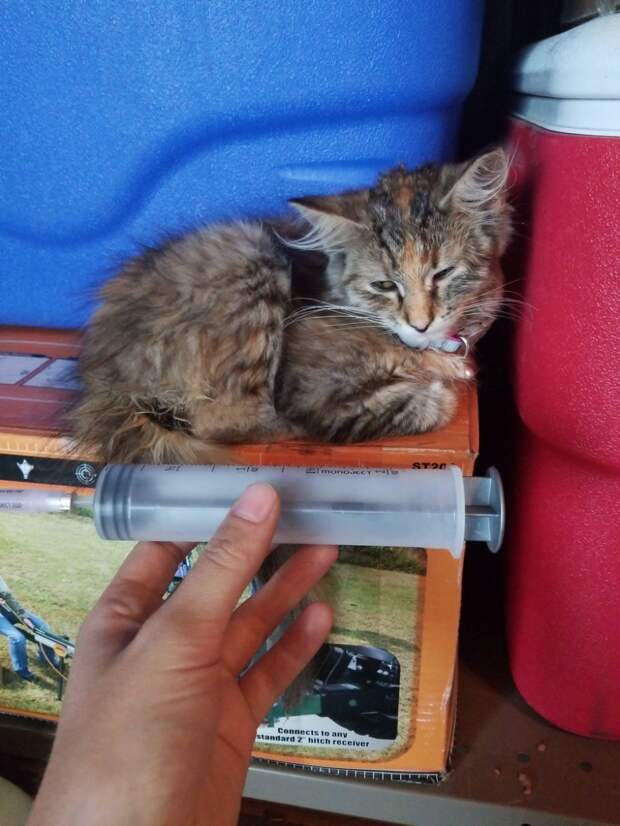 Без кота и жизнь не та
