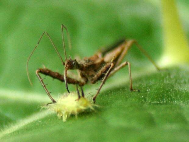 Хищнецы (лат. Reduviidae) (англ. Assassin Bugs)