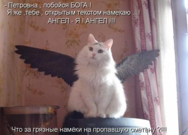 Фото животных с прикольными надписями