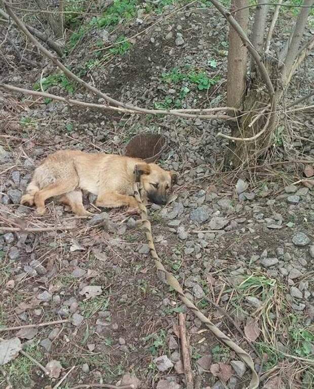 Собака Юкки нашла потерявшуюся в лесу рязанку: особенности рецепции запахов