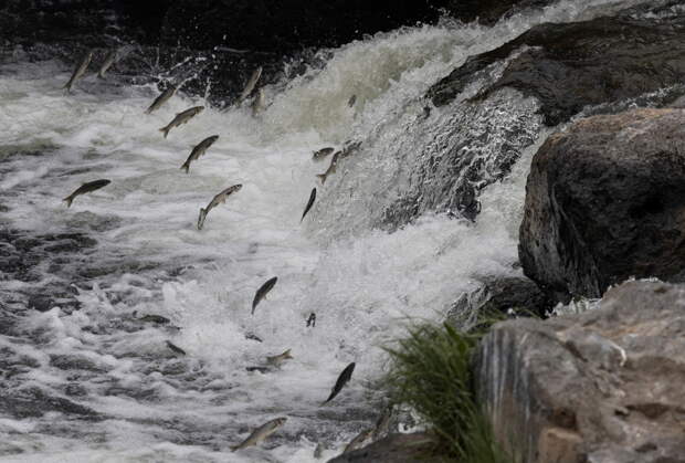 Страна НАТО резко нарастила поставки рыбы в Россию