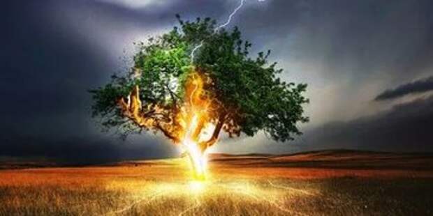Молния ударила в дерево в ясную погоду: необычное явление снял на ...