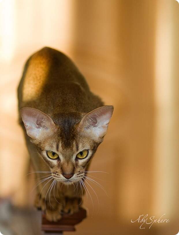 Абиссинская кошка
