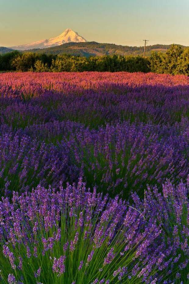 6 (466x700, 91Kb)