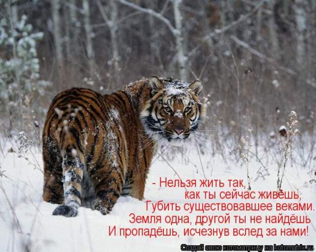 Лучшие котоматрицы недели Лучшие котоматрицы недели