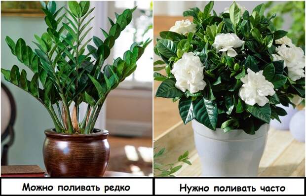 Не завянут: 5 советов, как сохранить комнатные растения во время отпуска