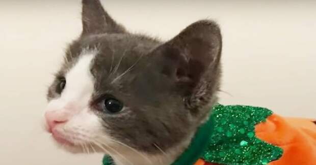 Котенок в одежде Котенок в костюме