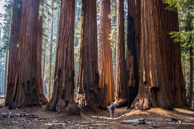 Генералы среди деревьев: 10 удивительных фактов о гигантских секвойях