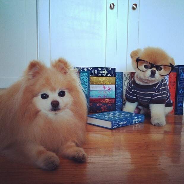 Бу и Бадди, Boo Buddy, милые собаки, померанский шпиц