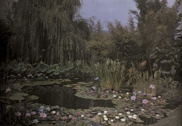 Садовый пруд с водяными лилиями. Автохром, фотограф Франклин Прайс Нотт