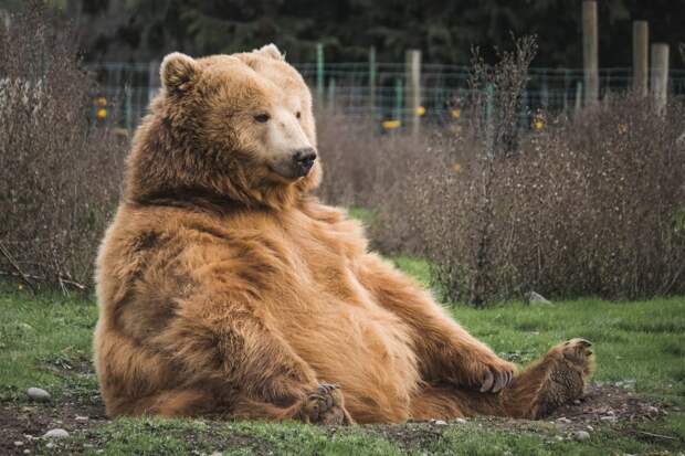 Yle: В Финляндии предупредили граждан о медведях, вышедших из спячки