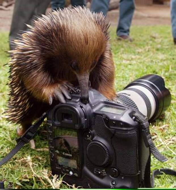 Животные-фотографы (30 фото)