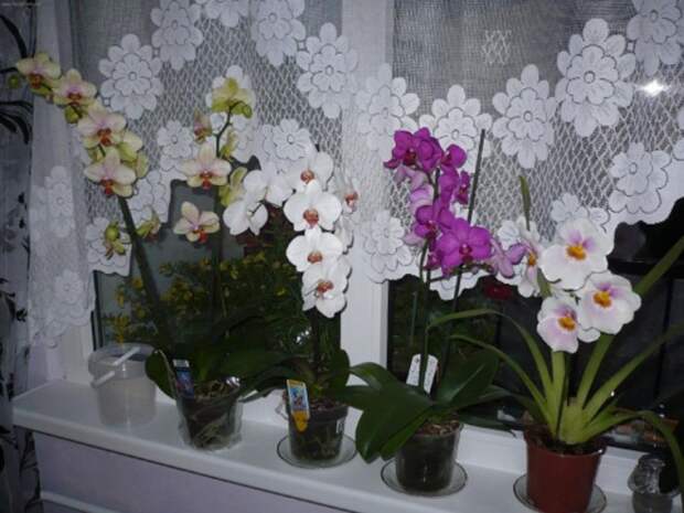 Орхидеи в интерьере квартиры: фото растений, уход и особенности (30 фото)