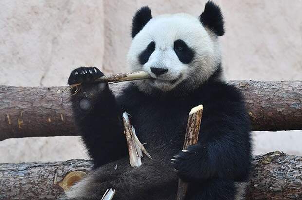 Большая панда, переданная Китаем Московскому зоопарку.