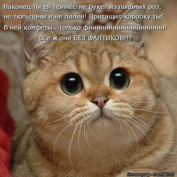 kotomatritsa_bH (700x700, 462Kb)