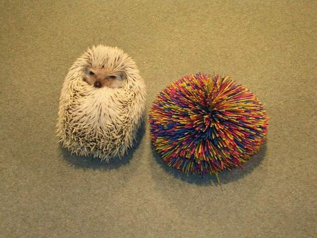Hedgehogs02 Ёжики настоящие и нет