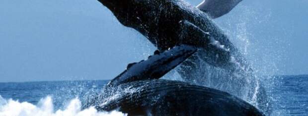 Голубой кит - великан третьей планеты от Солнца.