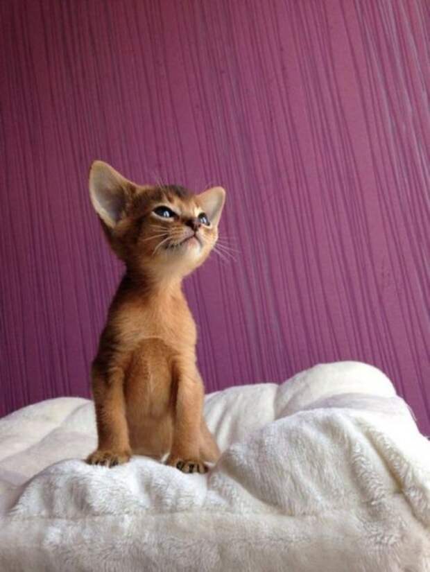 Котопозитив для всех и каждого! (24 фото)