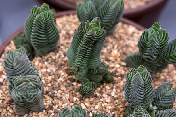 Cорт «Храм Будды» (Crassula 'Buddha's Temple') был получен в результате гибридизации крассулы пирамидальной и пронзеннолистной еще в 1959 году.