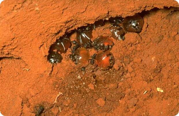Медовые муравьи - живые конфеты