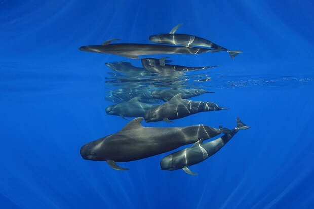 Самки китов с детенышами