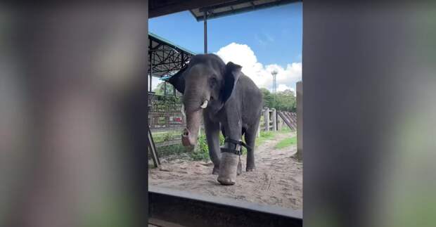 Этого слона из Камбоджи спасли от смерти и подарили ему протезы ног
