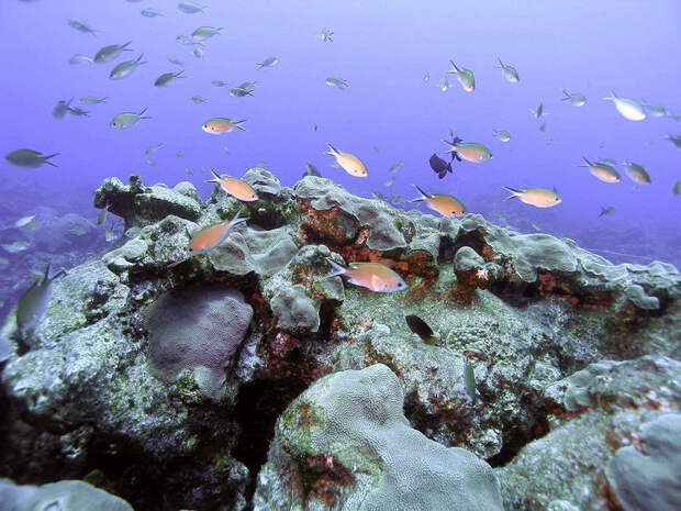 Portions of the Gulf of Mexico retain