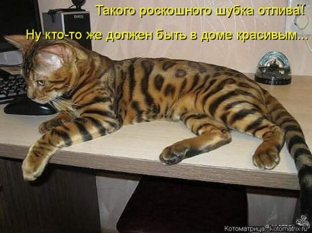 Лучшая котоматрица на Бугаге (29 шт)