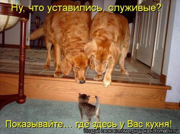 Котоматрицы(картинки с надписями)