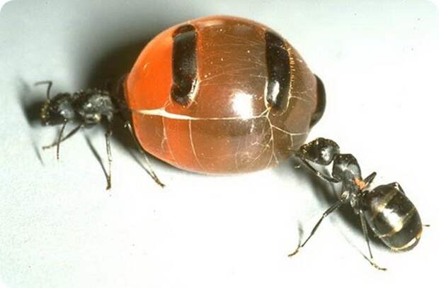 Медовые муравьи - живые конфеты