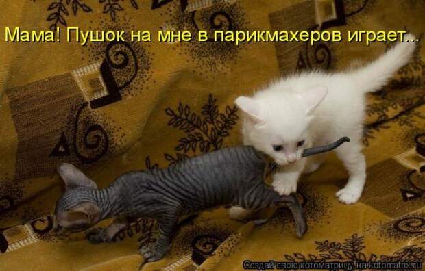 Котоматрицы :)