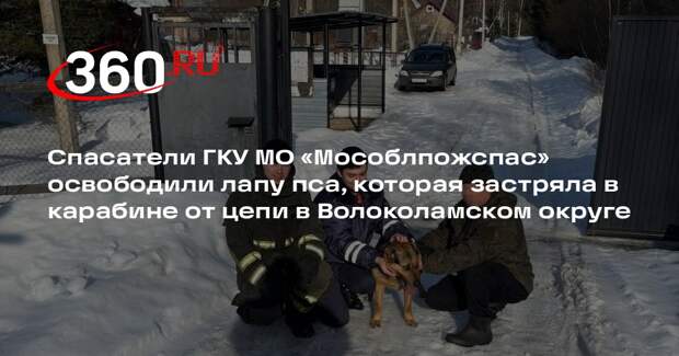 Спасатели освободили застрявшего в цепи пса