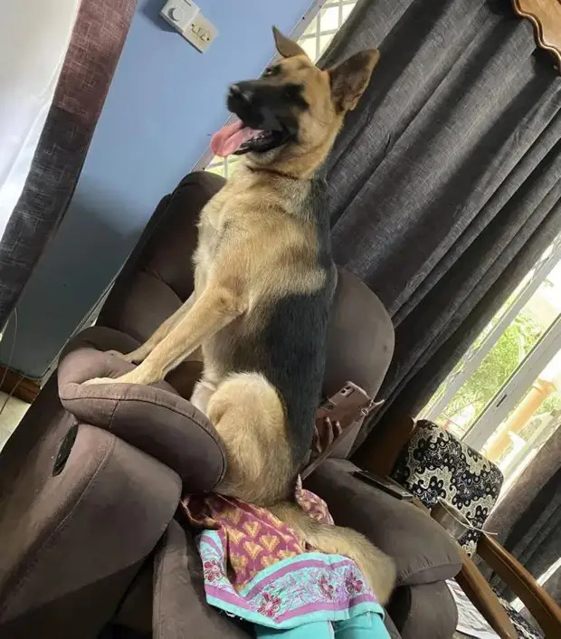 Питомцы, которые не знают границ когда, нравится, просто, смотрю, через, моюсь»«Это, просыпаюсь, достаточно, чтобы, занять, Иногда, стул»Когда, контролирует, питомцы, понятие, личных, границ, перестаёт, живут, огромны«Это