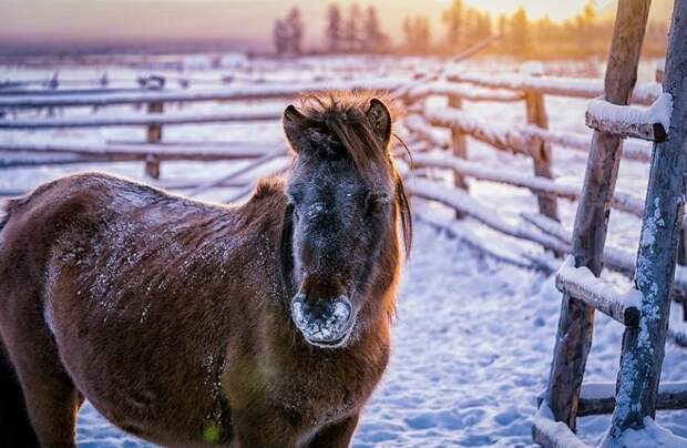 Для народа саха якутская лошадь - средство передвижения, молоко и мясо, теплая одежда Порода, животные, лошадь, россия, саха, фото, якут, якутия