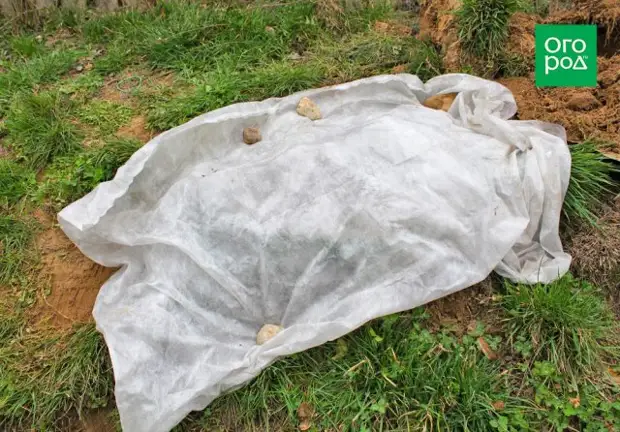 укрытие саженцев роз