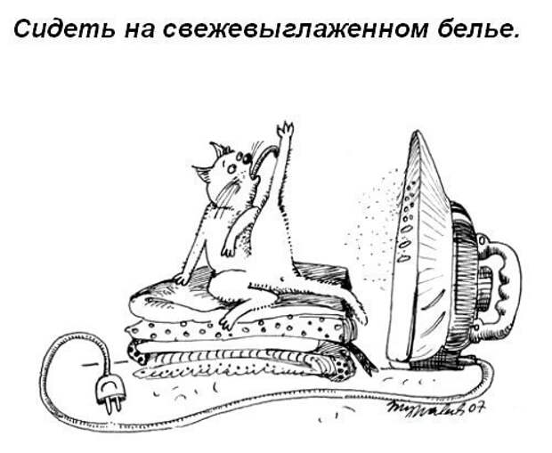 Кошачий пост жизнь кота, кот