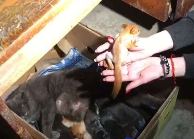 Кошка и ее дети чувствуют себя прекрасно. Фото: кадр видео