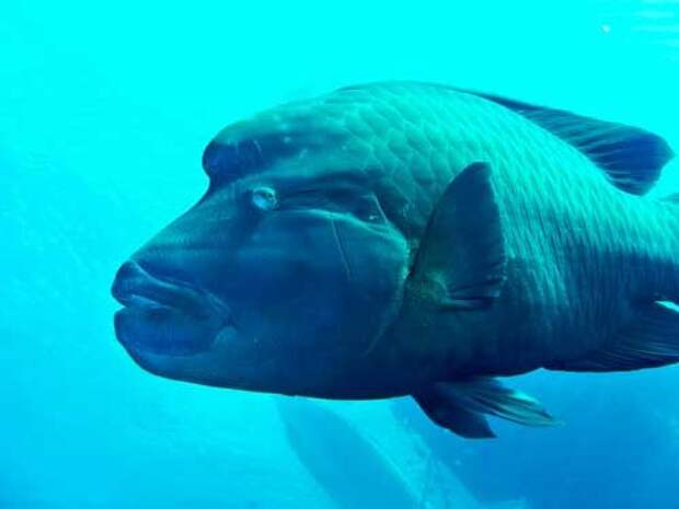 Какие виды рыб самые крупные на Земле — список, фото и характеристика