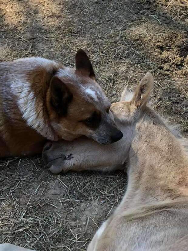 пес дружит с лошадью пес и жеребенок
