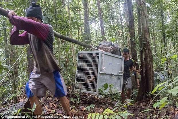 Индонезийские зоозащитники выходили и выпустили на свободу трех орангутанов Борнео, защита животных, зоозащитники, индонезия, орангутан, орангутаны, спасение животных