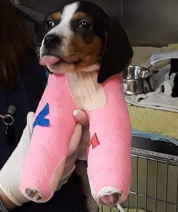 Щенок показывает язык Веселый щенок