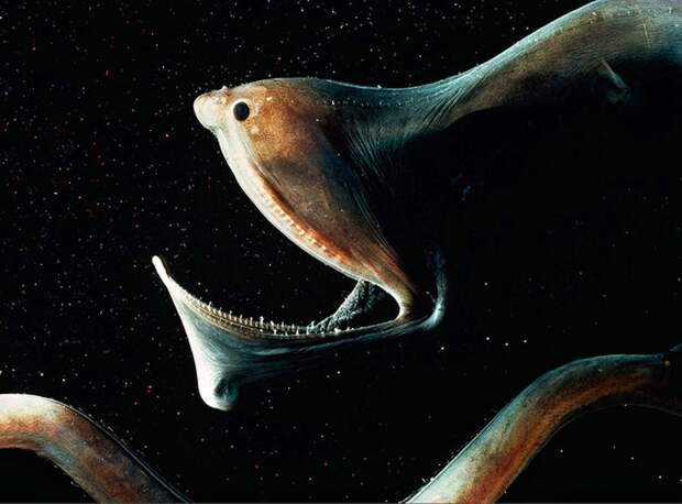 https://ianimal.ru/wp-content/uploads/2010/12/bolsherot3.jpg