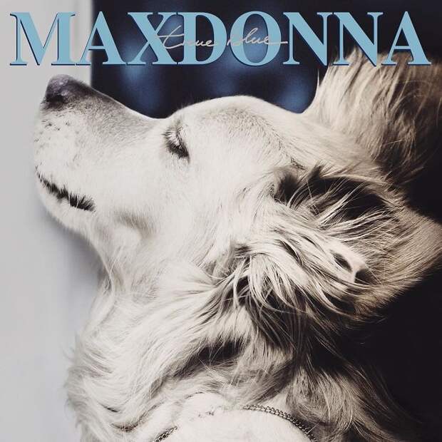https://static.boredpanda.com/blog/wp-content/uploads/2018/07/iconic-madonna-scenes-dog-recreation-maxdonna-vincent-flouret-5b5ae4861d000__700.jpg