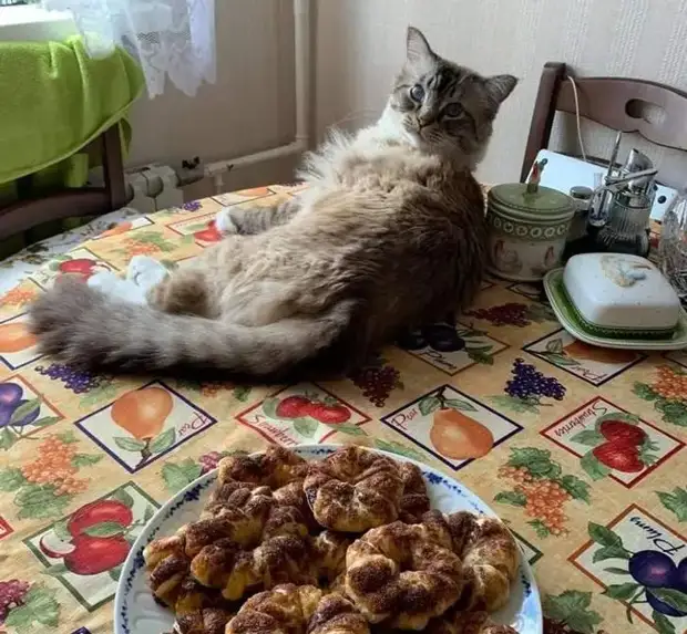 Питомцы, которые не знают границ когда, нравится, просто, смотрю, через, моюсь»«Это, просыпаюсь, достаточно, чтобы, занять, Иногда, стул»Когда, контролирует, питомцы, понятие, личных, границ, перестаёт, живут, огромны«Это