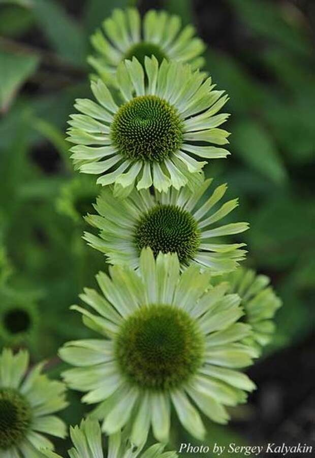 Эхинацея Green Jewel