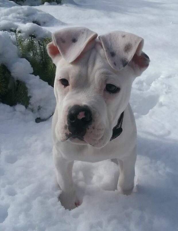 This Sweet Girl Who Might Have The Cutest Ears In The History Of Cute Ears This Sweet Girl Who Might Have The Cutest Ears In The History Of Cute Ears